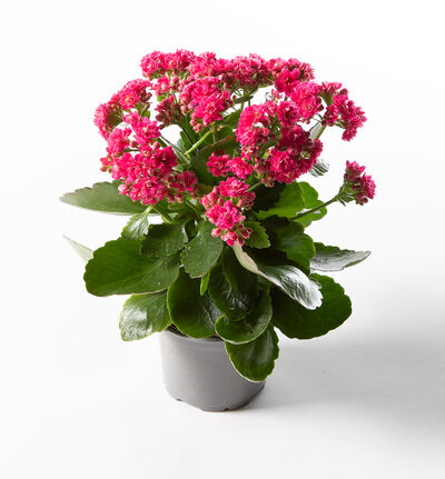 Ildtopp rosa Ildtopp rosa